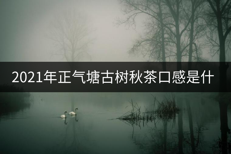 2021年正氣塘古樹(shù)秋茶口感是什么？