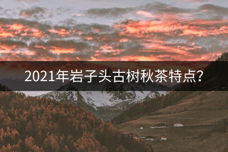 2021年巖子頭古樹秋茶特點(diǎn)？