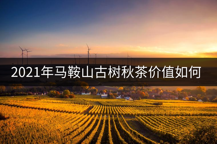 2021年馬鞍山古樹秋茶價值如何？