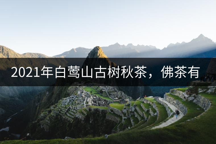 2021年白鶯山古樹秋茶，佛茶有什么魅力？