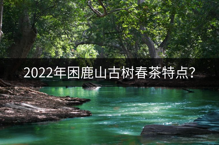 2022年困鹿山古樹春茶特點？