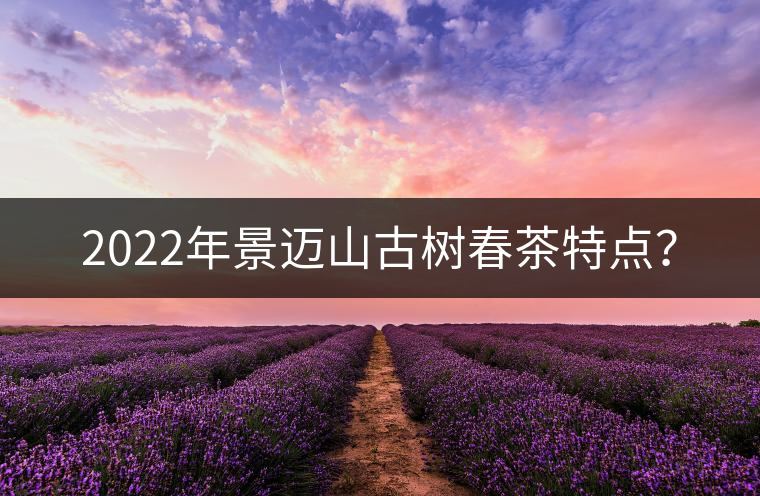 2022年景邁山古樹春茶特點？