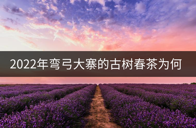 2022年彎弓大寨的古樹春茶為何如此之珍貴？