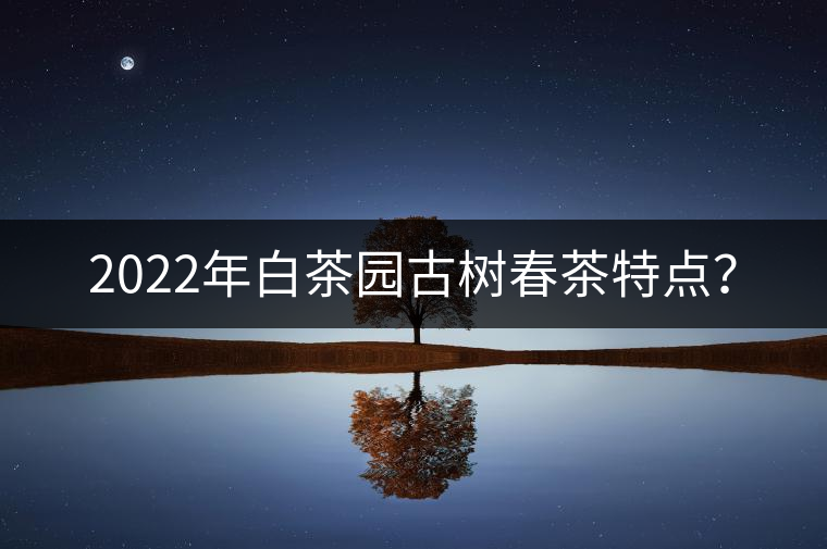 2022年白茶園古樹春茶特點？