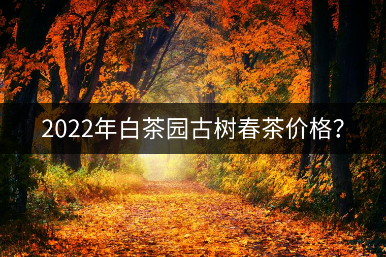 2022年白茶園古樹春茶價格？
