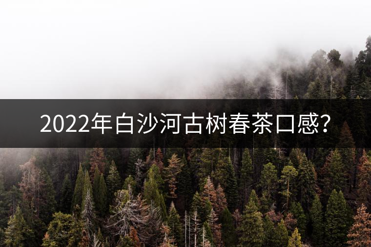 2022年白沙河古樹春茶口感？
