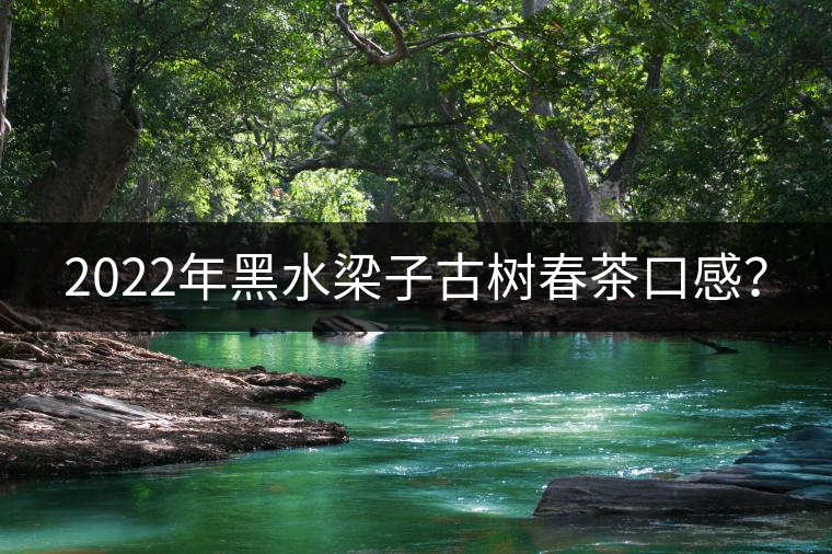 2022年黑水梁子古樹春茶口感？