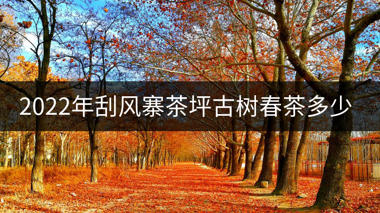 2022年刮風(fēng)寨茶坪古樹春茶多少錢一公斤？