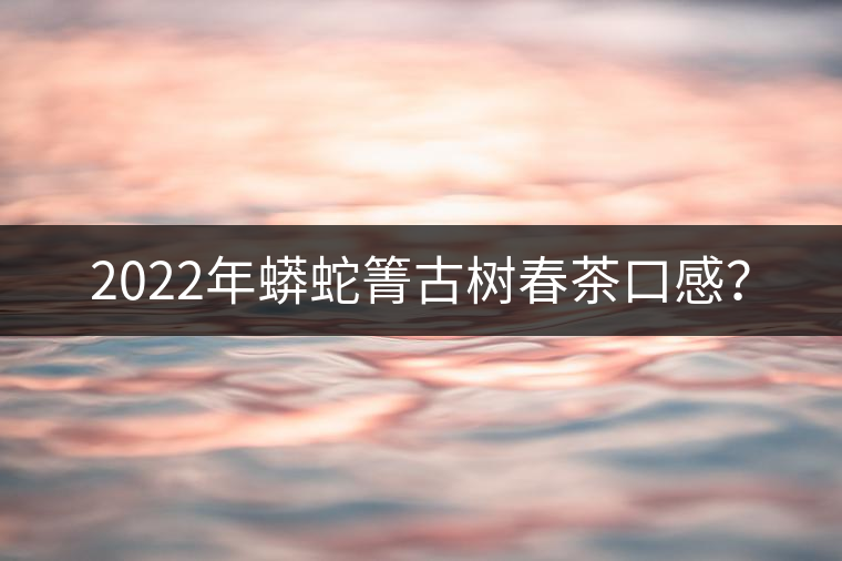 2022年蟒蛇箐古樹(shù)春茶口感？