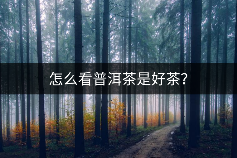 怎么看普洱茶是好茶？