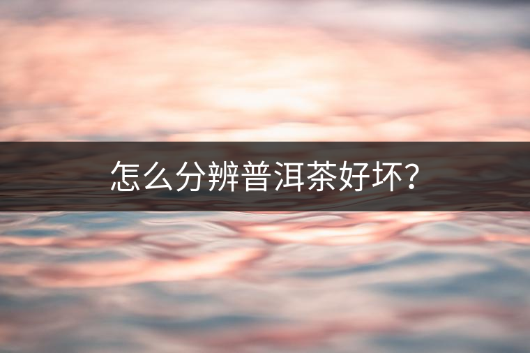 怎么分辨普洱茶好壞？