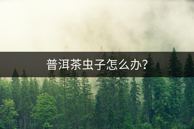 普洱茶蟲子怎么辦？