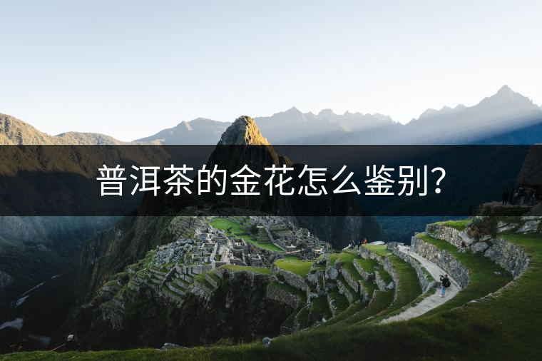 普洱茶的金花怎么鑒別？