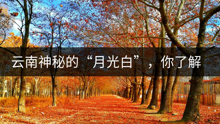 云南神秘的“月光白”，你了解多少？