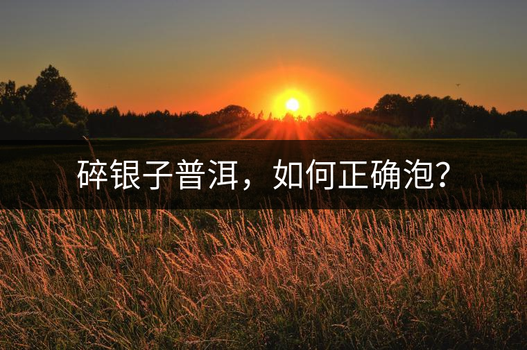 碎銀子普洱，如何正確泡？