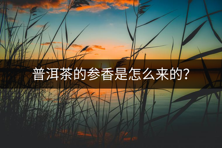 普洱茶的參香是怎么來的？