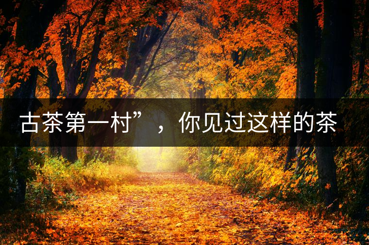 古茶第一村”，你見過這樣的茶樹嗎？