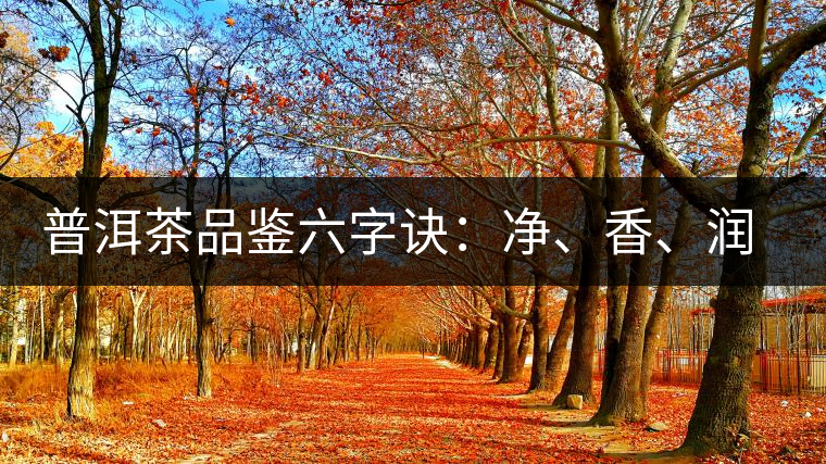 普洱茶品鑒六字訣：凈、香、潤(rùn)、厚、甘、甜，帶你體驗(yàn)普洱的魅力
