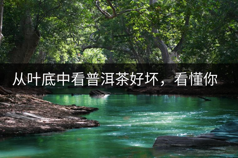 從葉底中看普洱茶好壞，看懂你就是真正的茶界高手！