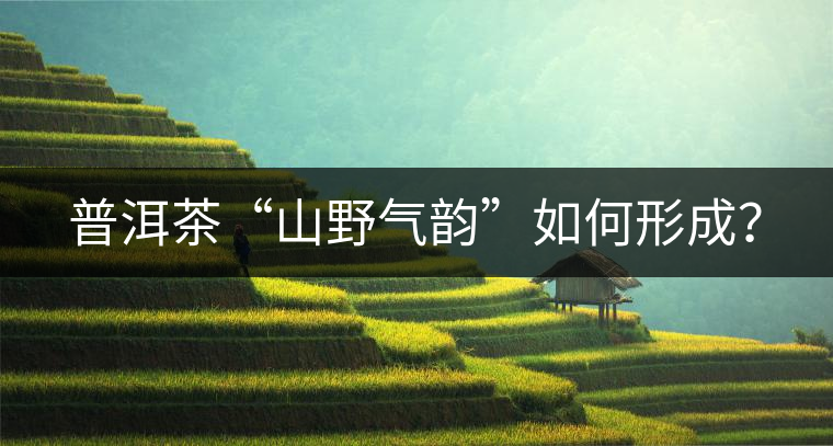 普洱茶“山野氣韻”如何形成？
