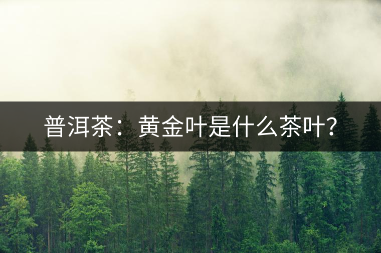 普洱茶：黃金葉是什么茶葉？