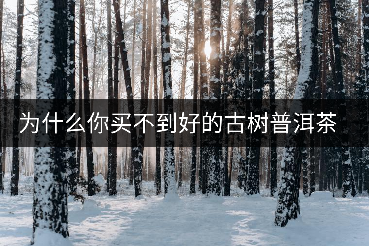 為什么你買不到好的古樹普洱茶？買茶防坑指南，看完就有收獲！