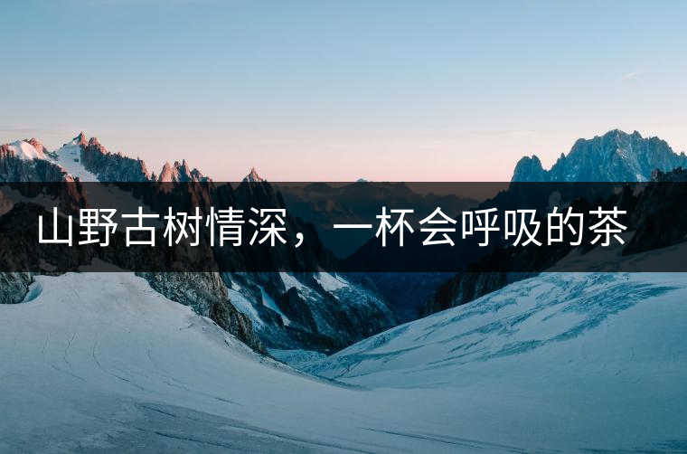 山野古樹情深，一杯會(huì)呼吸的茶滋味