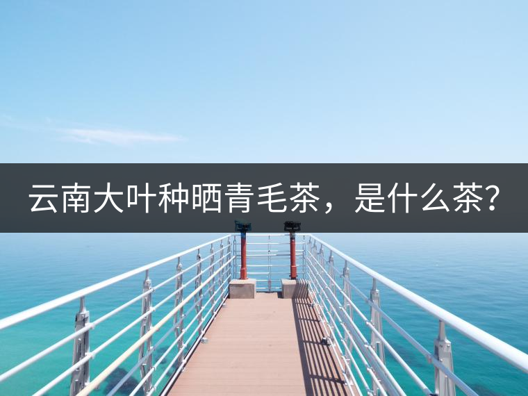 云南大葉種曬青毛茶，是什么茶？
