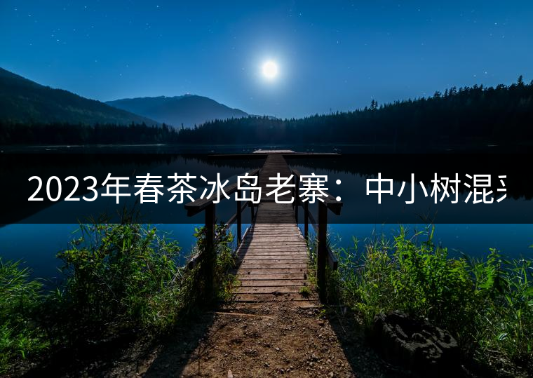 2023年春茶冰島老寨：中小樹混采2500-3000元／公斤，大樹：7000-8000元／公斤，古樹混采：28000-36000元／公斤