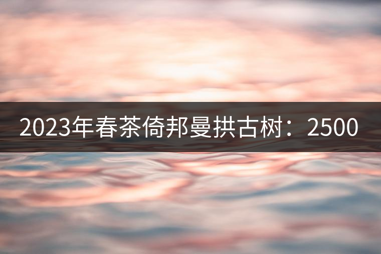 2023年春茶倚邦曼拱古樹：2500-3000元／公斤，貓耳朵6000元／公斤