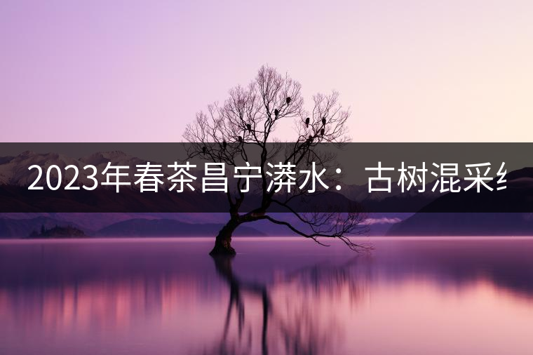 2023年春茶昌寧漭水：古樹混采純料480-600元／公斤，大樹360-420元／公斤，臺地260-300元／公斤，古樹單株均價(jià)880-1200元／公斤。