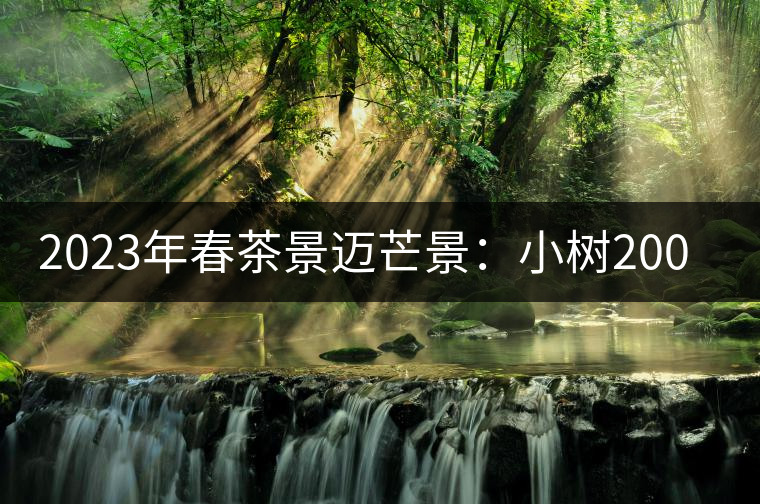 2023年春茶景邁芒景：小樹200元／公斤，古樹：600-800元／公斤