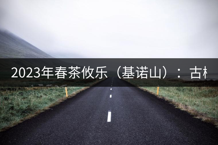 2023年春茶攸樂（基諾山）：古樹1200元／公斤，喬木：400-500元／公斤