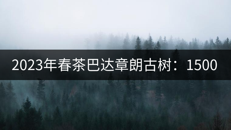 2023年春茶巴達(dá)章朗古樹：1500-1600元／公斤，喬木250元／公斤