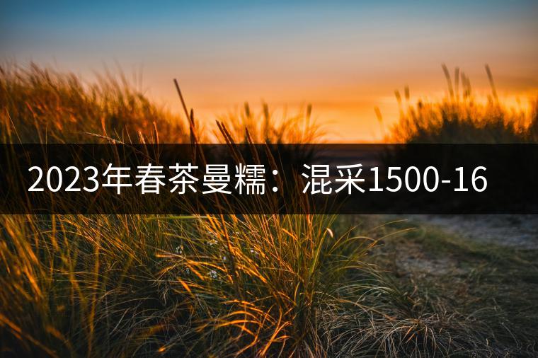 2023年春茶曼糯：混采1500-1600元／公斤，挑采2000-2400元／公斤