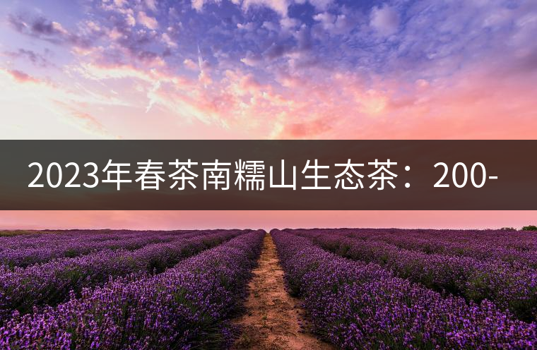 2023年春茶南糯山生態(tài)茶：200-300元／公斤，古樹：900-1500元／公斤