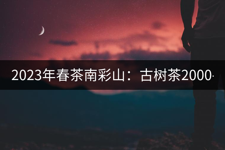 2023年春茶南彩山：古樹茶2000-2200元／公斤，大樹混采1200-1500元／公斤。