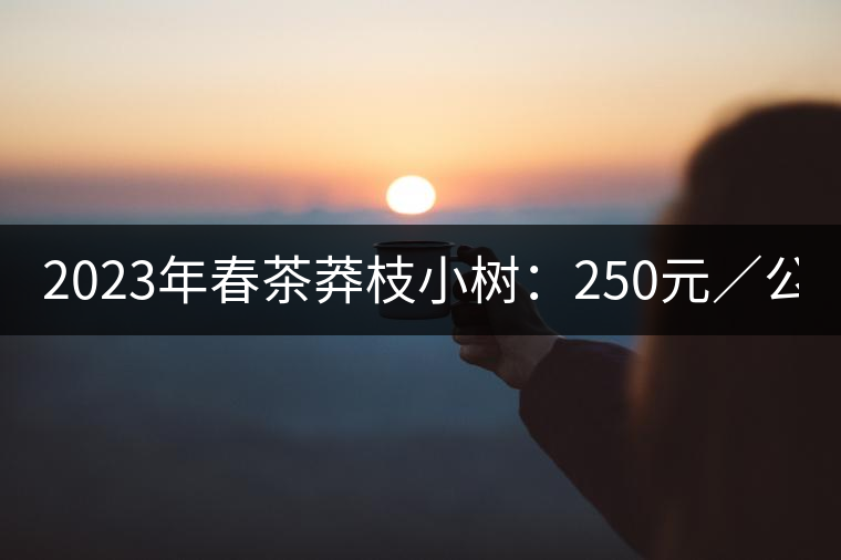 2023年春茶莽枝小樹：250元／公斤， 古樹：1000-1200元／公斤