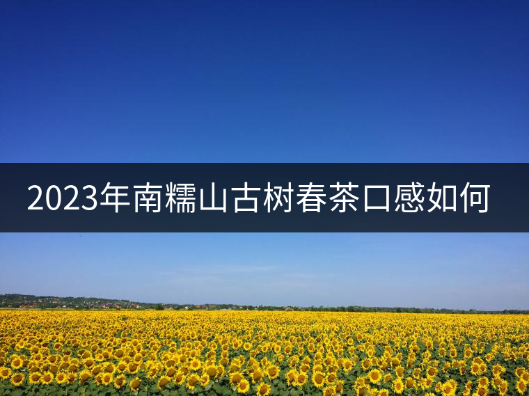 2023年南糯山古樹春茶口感如何？
