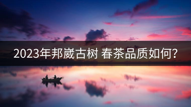2023年邦崴古樹 春茶品質(zhì)如何？