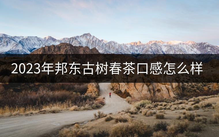 2023年邦東古樹春茶口感怎么樣？