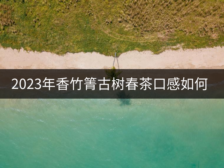 2023年香竹箐古樹春茶口感如何？