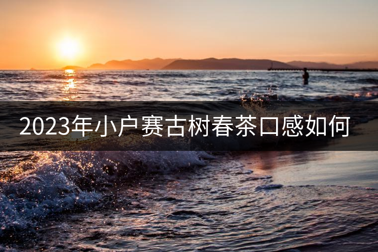 2023年小戶賽古樹春茶口感如何？