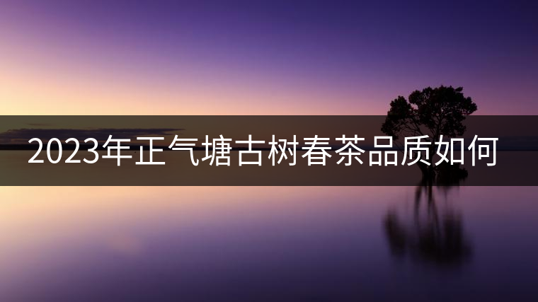 2023年正氣塘古樹春茶品質(zhì)如何？