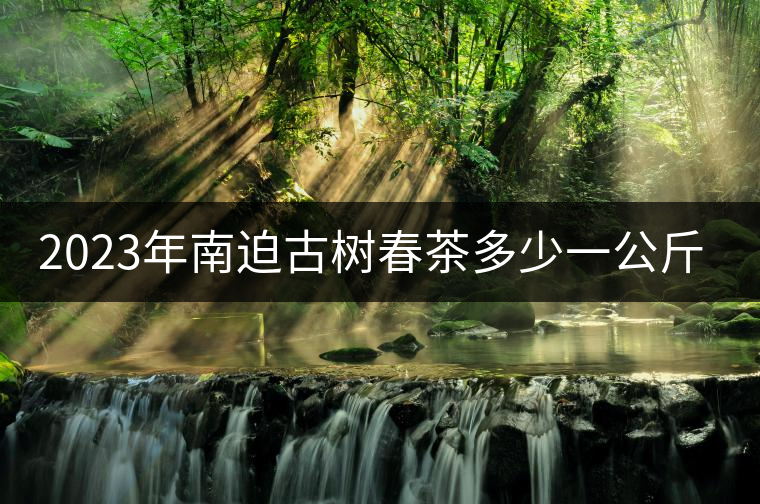 2023年南迫古樹春茶多少一公斤？