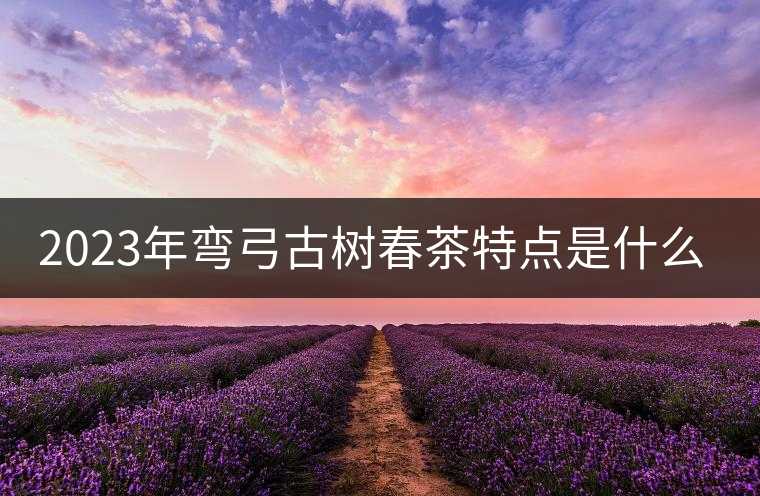 2023年彎弓古樹春茶特點是什么？