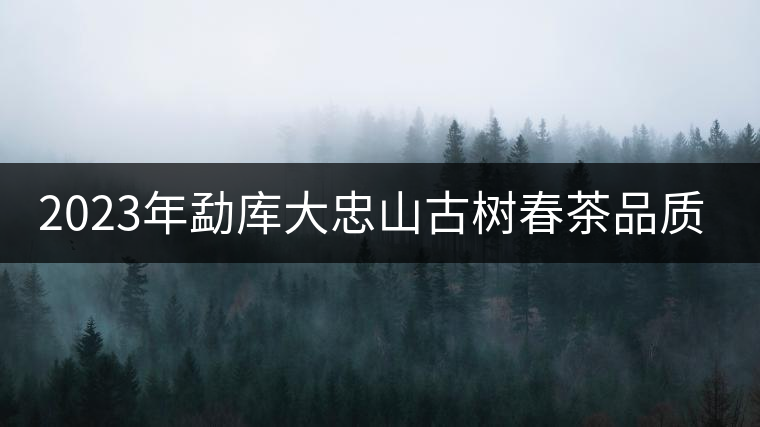 2023年勐庫大忠山古樹春茶品質(zhì)怎么樣？