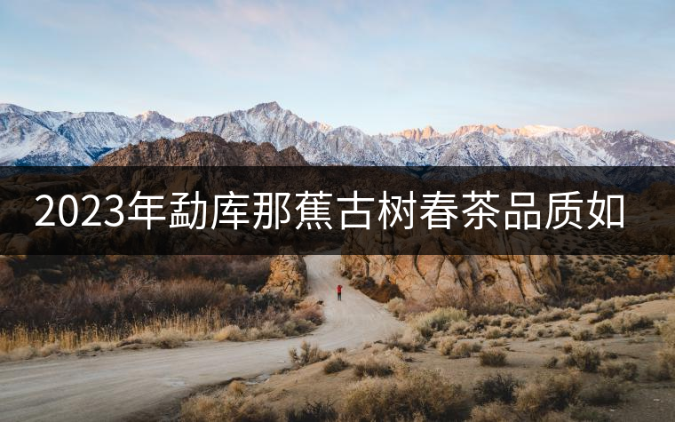 2023年勐庫那蕉古樹春茶品質如何？