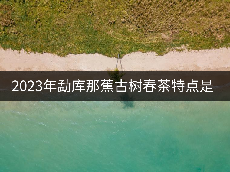 2023年勐庫(kù)那蕉古樹春茶特點(diǎn)是什么？