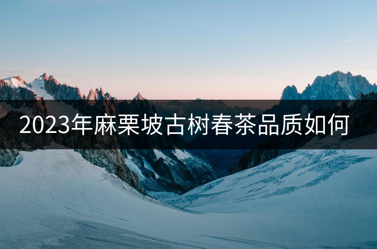 2023年麻栗坡古樹春茶品質(zhì)如何？